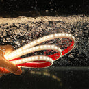 Flexible LED Rope Light